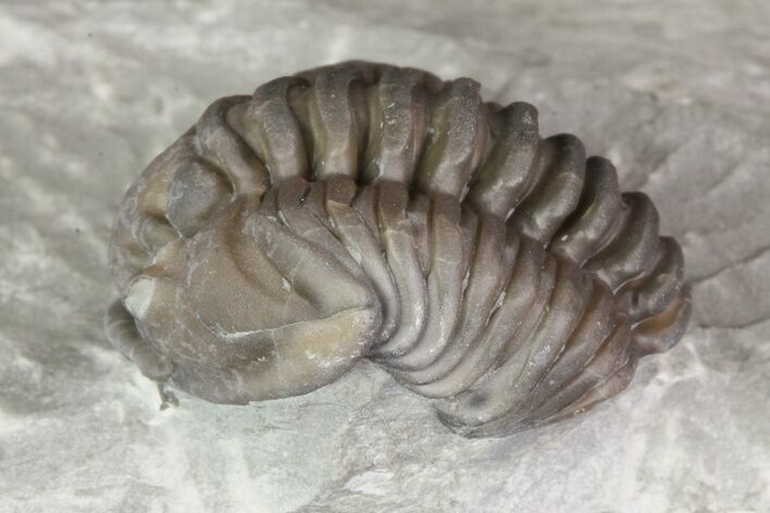 Wide, Enrolled Flexicalymene Trilobite In Shale - Ohio #67979